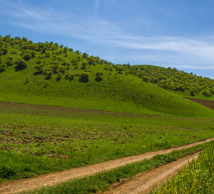 ژینگه