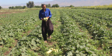 فەرەیدون فەتاح، یەكێكه لە جوتیارانی گوندی مەستەكانی له سنووری دەشتی شارەزوور