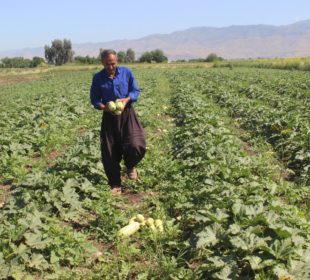 فەرەیدون فەتاح، یەكێكه لە جوتیارانی گوندی مەستەكانی له سنووری دەشتی شارەزوور