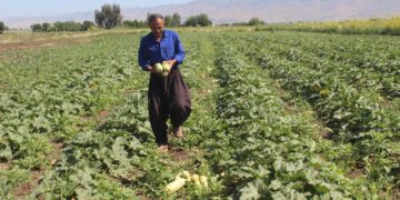 فەرەیدون فەتاح، یەكێكه‌ لە جوتیارانی گوندی مەستەكانی له‌ سنووری دەشتی شارەزوور