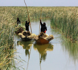 كۆمهڵێك خانم له (هور الحمار) له بهسره | فۆتۆ: Jassim al-Asadi / Nature Iraq