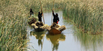 كۆمهڵێك خانم له (هور الحمار) له بهسره | فۆتۆ: Jassim al-Asadi / Nature Iraq