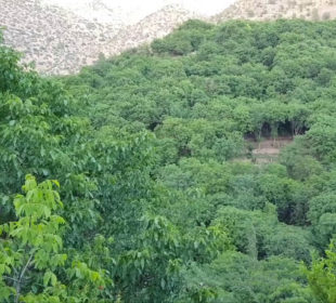 باخەکانی هەورامان