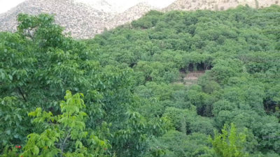 باخەکانی هەورامان