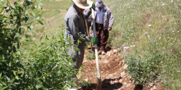 سه‌وزكردنى چیای گۆیژە | فۆتۆ: هه‌وراز ئه‌حمه‌د / SNN
