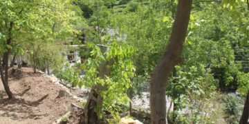 دارگوێزێكى تووشبوو به‌ شێرپه‌نجه