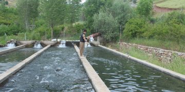 حەوزی ماسی
