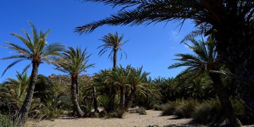باخێكى خورما له‌ عێراق | Britannica