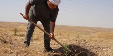 كرێكارێك لهكاتى خزمهتكردنى دارێكى له ههڵمهتى چاندنى یهك ملیۆن نهمان | فۆتۆ: SNN