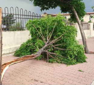 دارێكى سهبهح بهح كه رهشهبا شكاندوویهتى لهسهر شهقامێكى سلێمانى | فۆتۆ: SNN