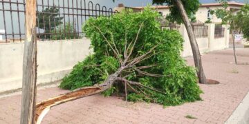 دارێكى سه‌به‌ح به‌ح كه‌ ره‌شه‌با شكاندوویه‌تى له‌سه‌ر شه‌قامێكى سلێمانى | فۆتۆ: SNN