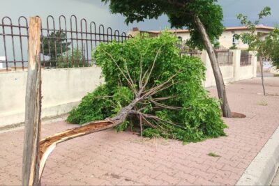 دارێكى سه‌به‌ح به‌ح كه‌ ره‌شه‌با شكاندوویه‌تى له‌سه‌ر شه‌قامێكى سلێمانى | فۆتۆ: SNN