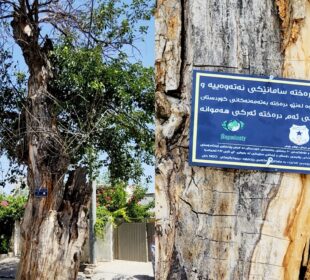 دیمهنى دارێكى تهمهن 400 ساڵ له شارى سلێمانى كه تابلۆى پاراستنى لێدراوه | فۆتۆ: SNN