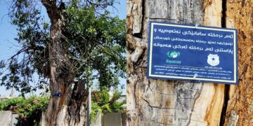 دیمهنى دارێكى تهمهن 400 ساڵ له شارى سلێمانى كه تابلۆى پاراستنى لێدراوه | فۆتۆ: SNN