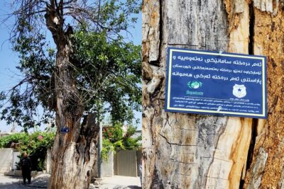 دیمه‌نى دارێكى ته‌مه‌ن 400 ساڵ له‌ شارى سلێمانى كه‌ تابلۆى پاراستنى لێدراوه‌ | فۆتۆ: SNN